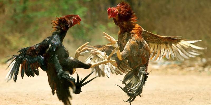 Đá gà trực tiếp khẳng định tính minh bạch trong kết quả