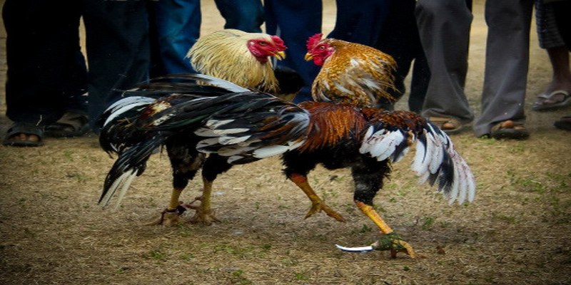 Khám phá sảnh đá gà đỉnh cao từ nhà cái
